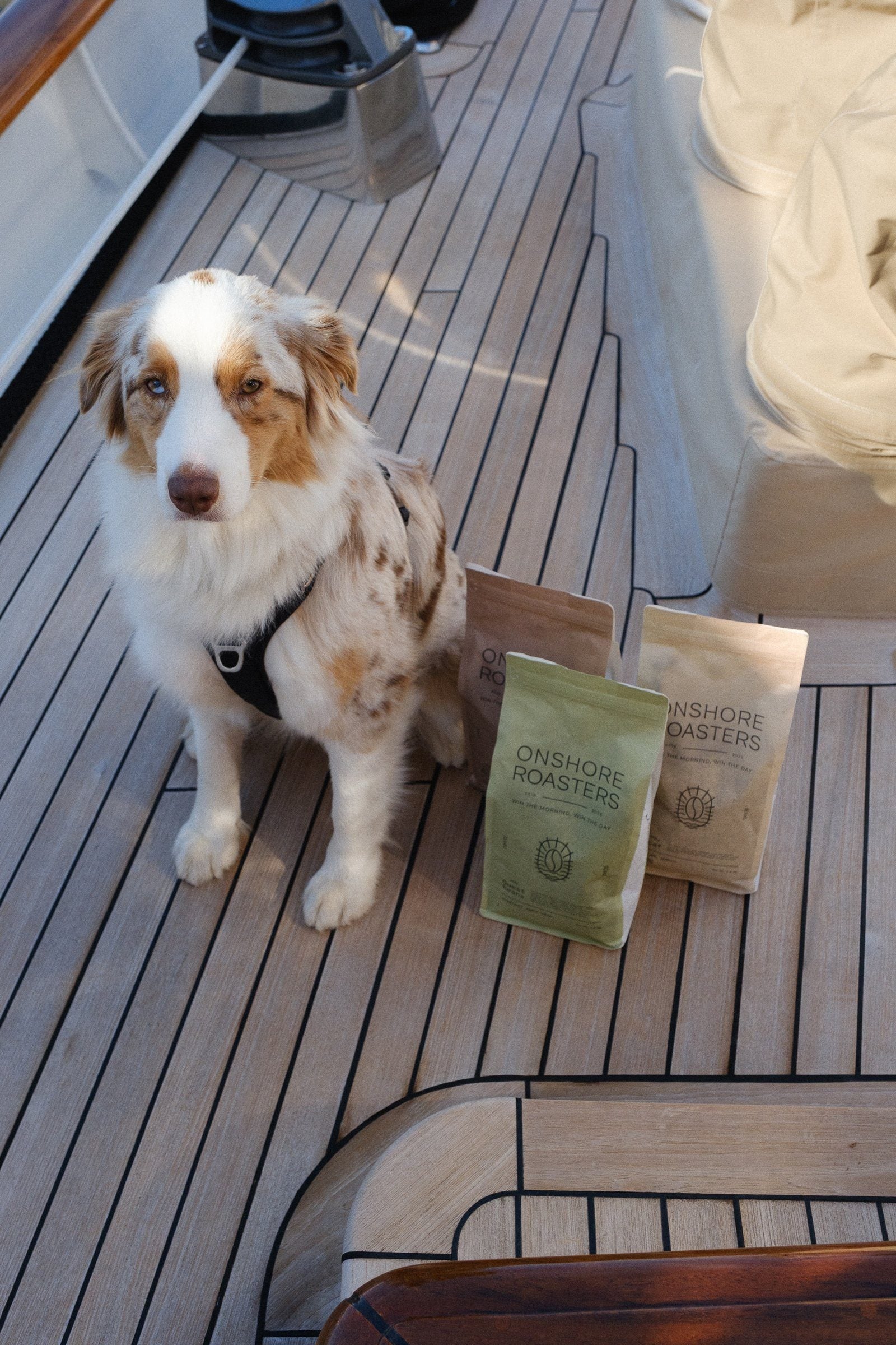 Owczarek australijski znajomego siedzi na pokładzie jachtu obok torebek Guest Beans i Crew Beans