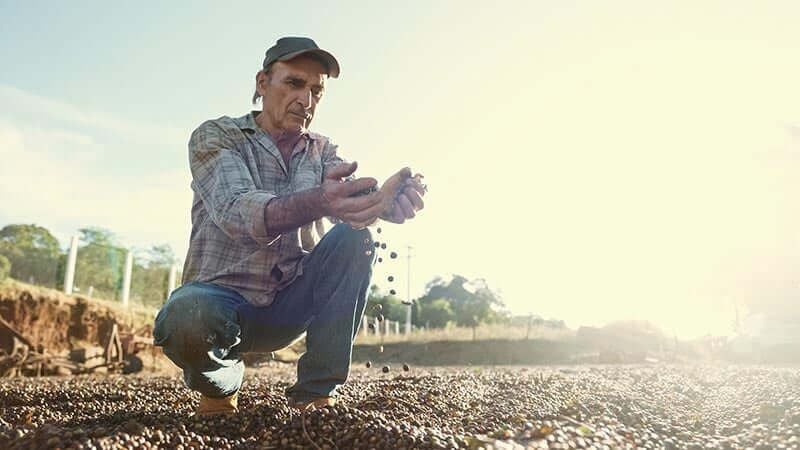 A coffee farmer letting dried coffee run through his hands
